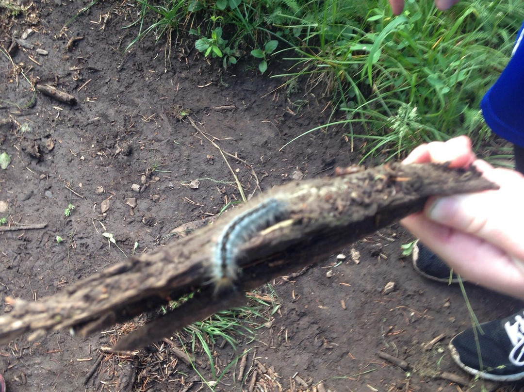 Osha Trail-Cloudcroft必去景点