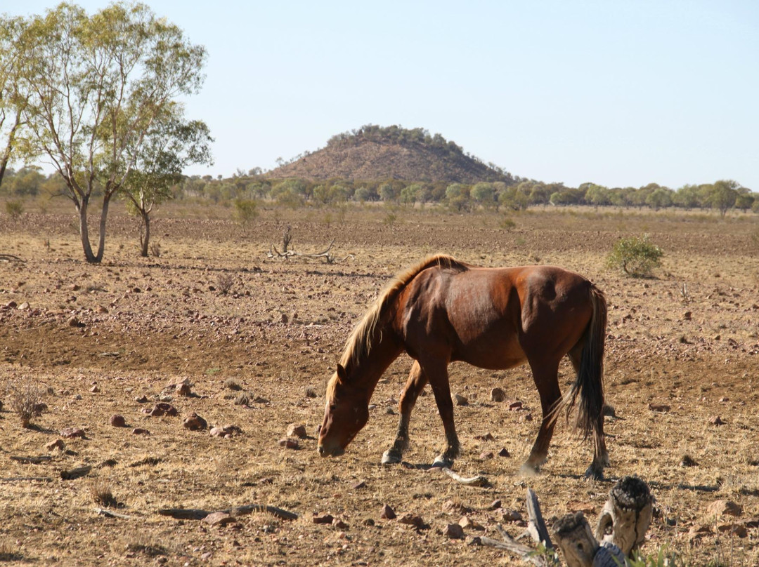 Captain Starlight of Starlight's Lookout-Longreach必去景点
