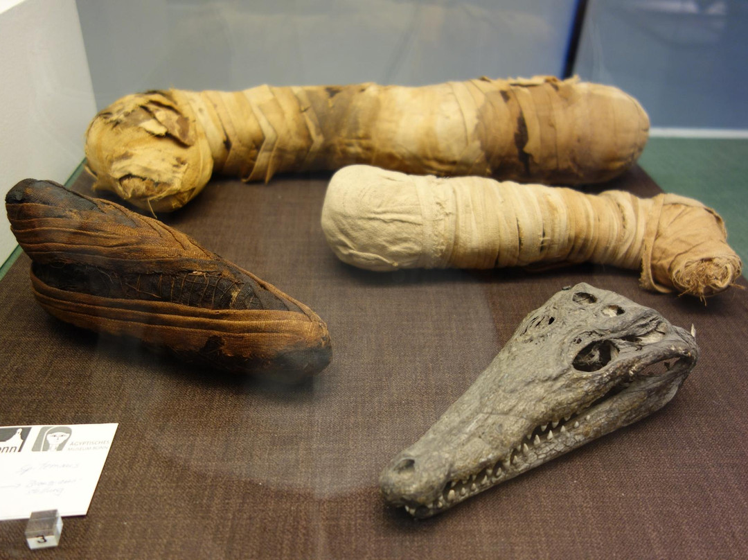 Bonn Egyptian Museum-波恩必去景点
