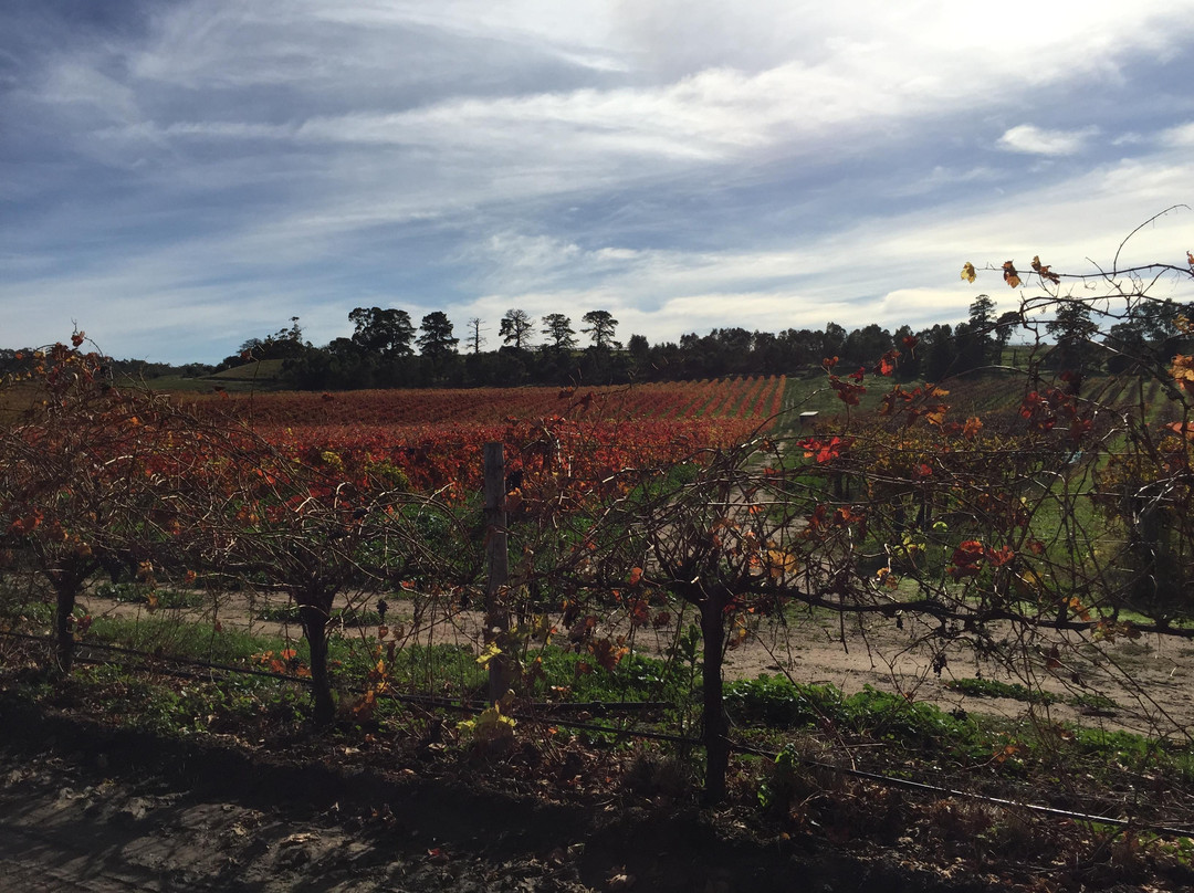 Barossa Daimler Tours-Rosedale必去景点
