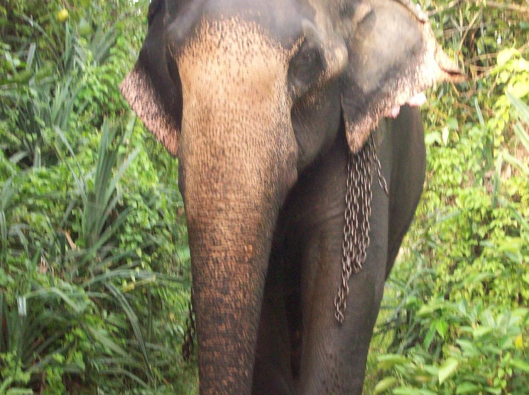 Water For Elephants-Pitiwella必去景点