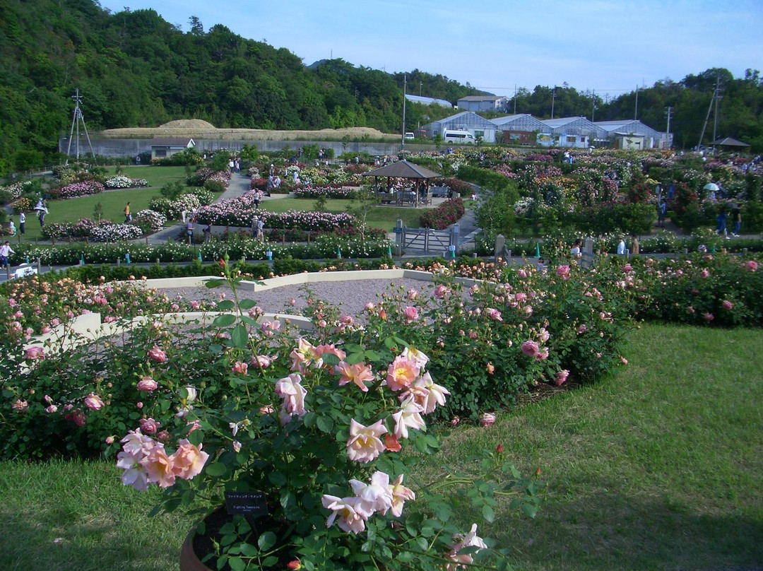 Hanasaki Farm / David Austin Roses-泉南市必去景点