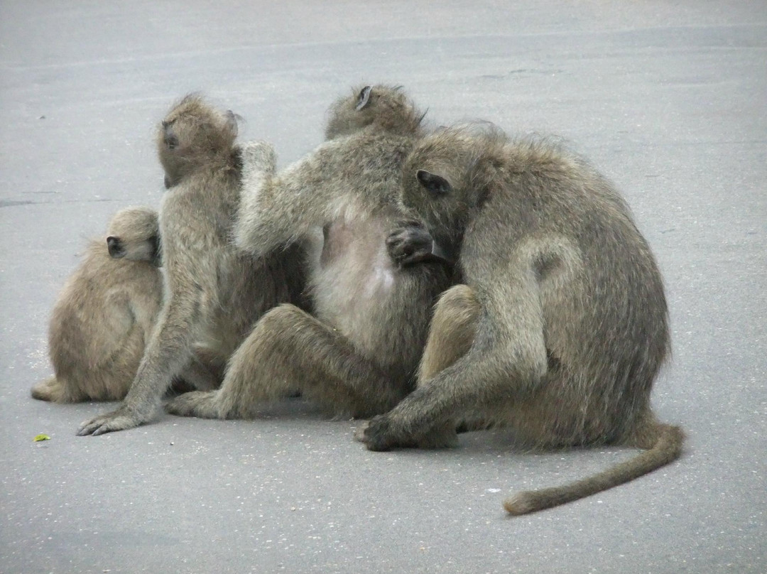 Cape Personalised Tours-开普敦中心区必去景点