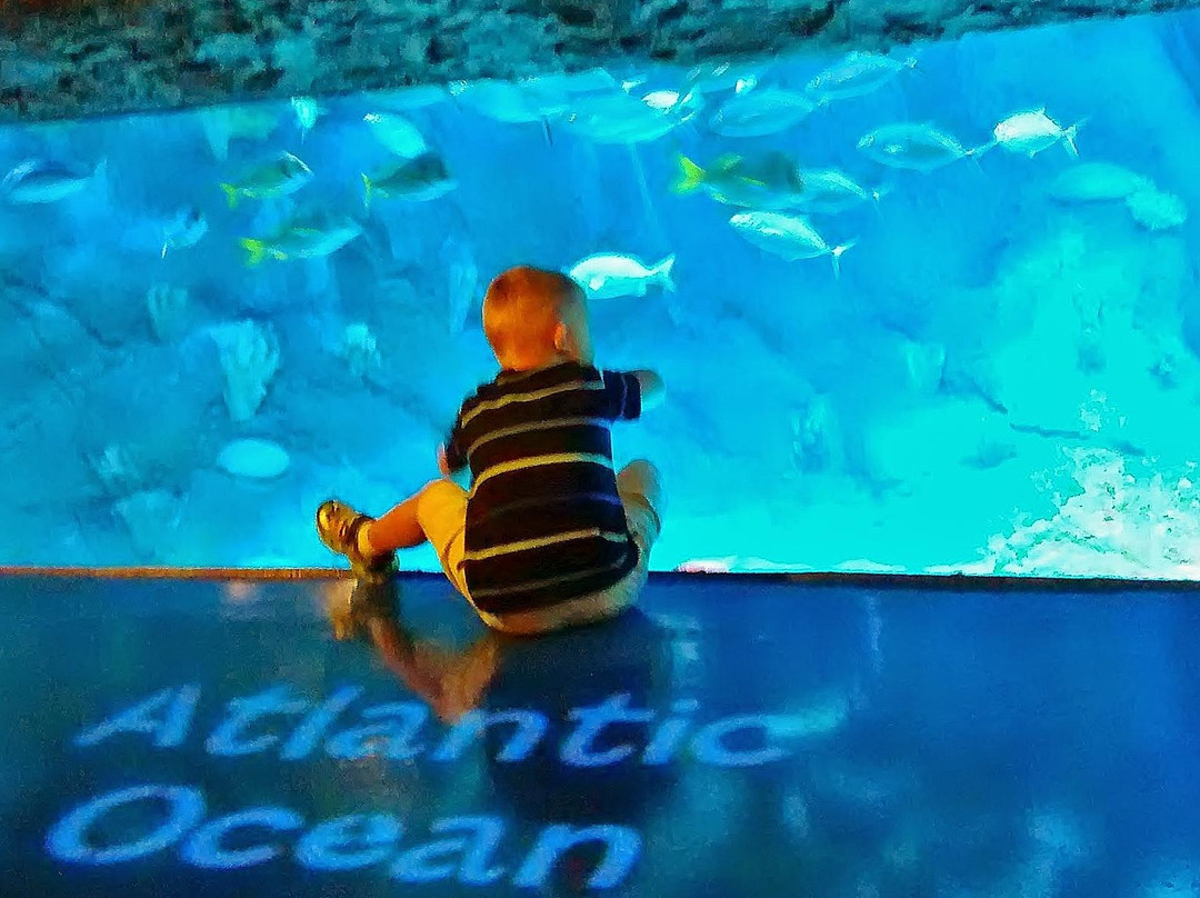 奥兰多海洋世界水族馆-奥兰多必去景点