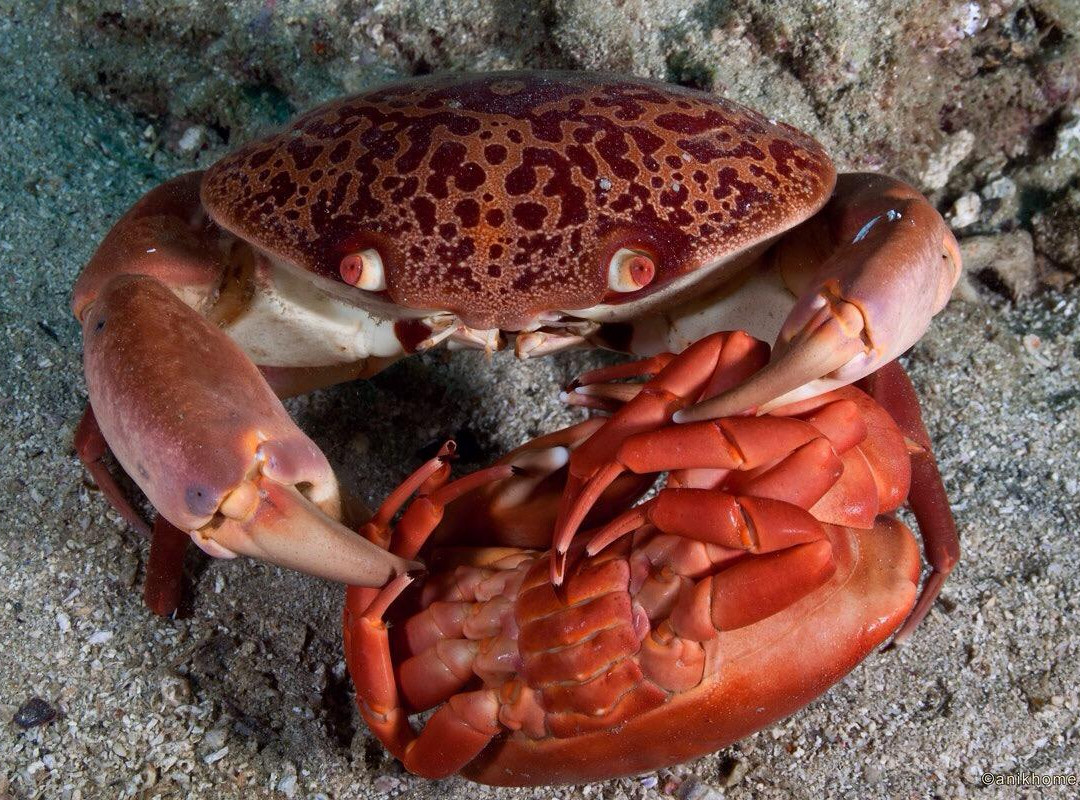 Blue Planet Diving-Dibba Al Fujairah必去景点