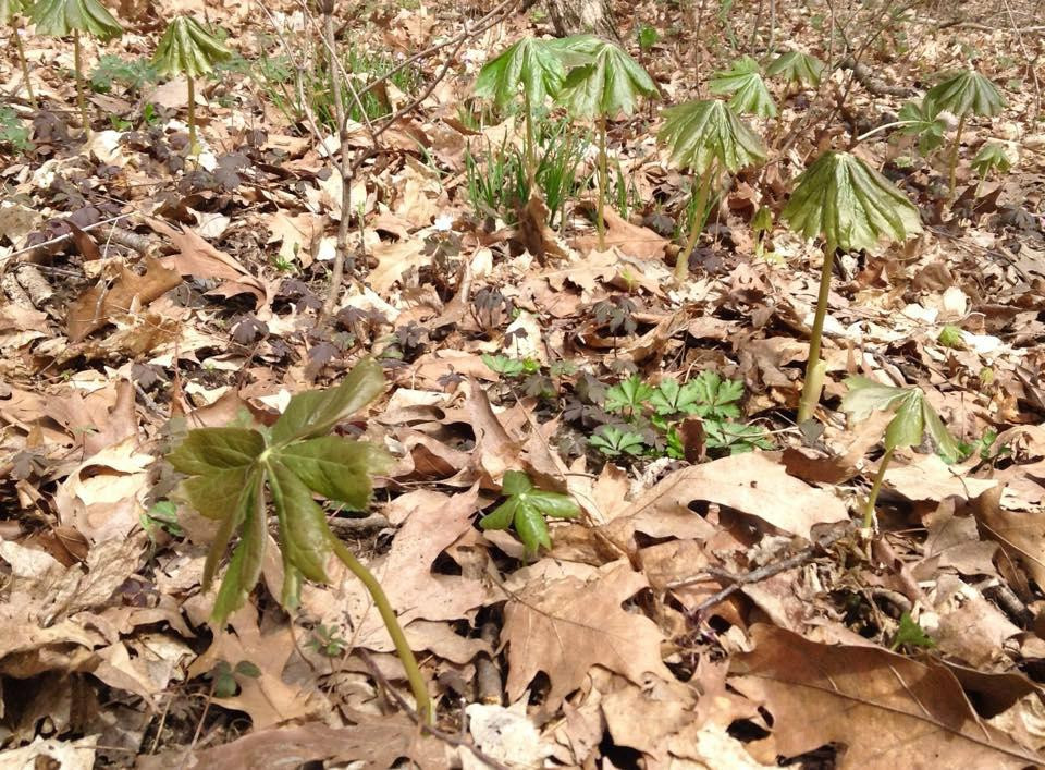 Mossy Glen state preserve-Edgewood必去景点