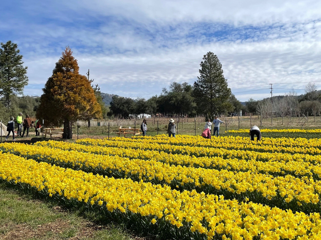 Julian Farm And Orchard景点图片