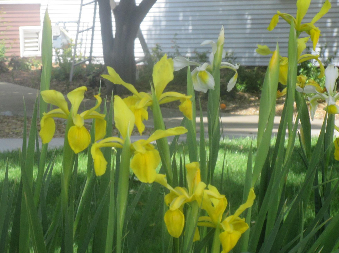 Shadelands Ranch Museum-核桃溪必去景点