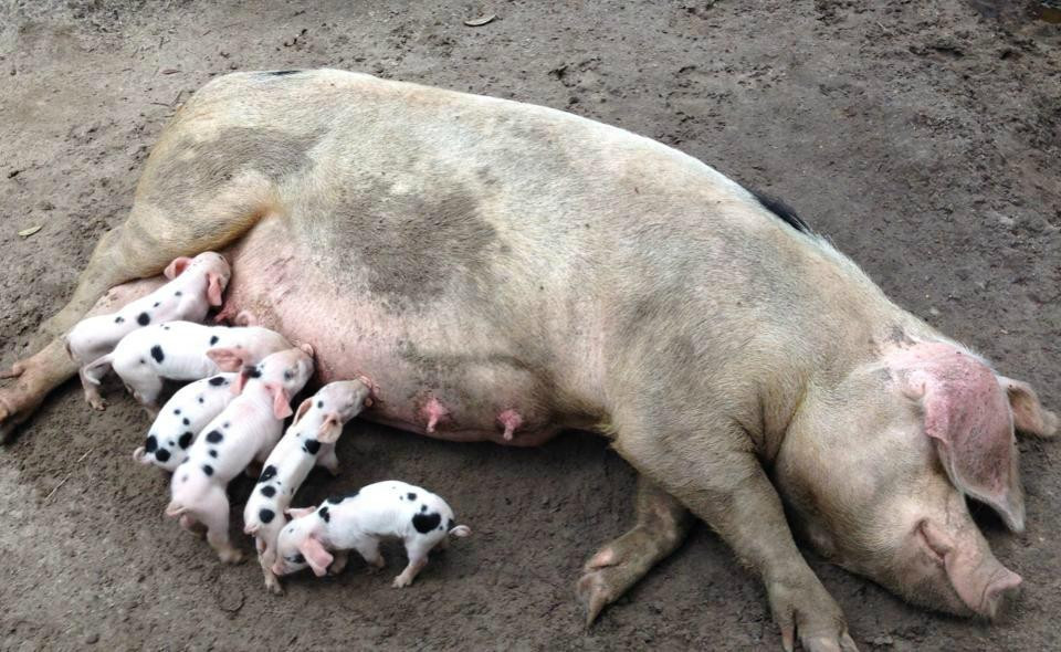 Good Neighbors Farmers Market-Oviedo必去景点