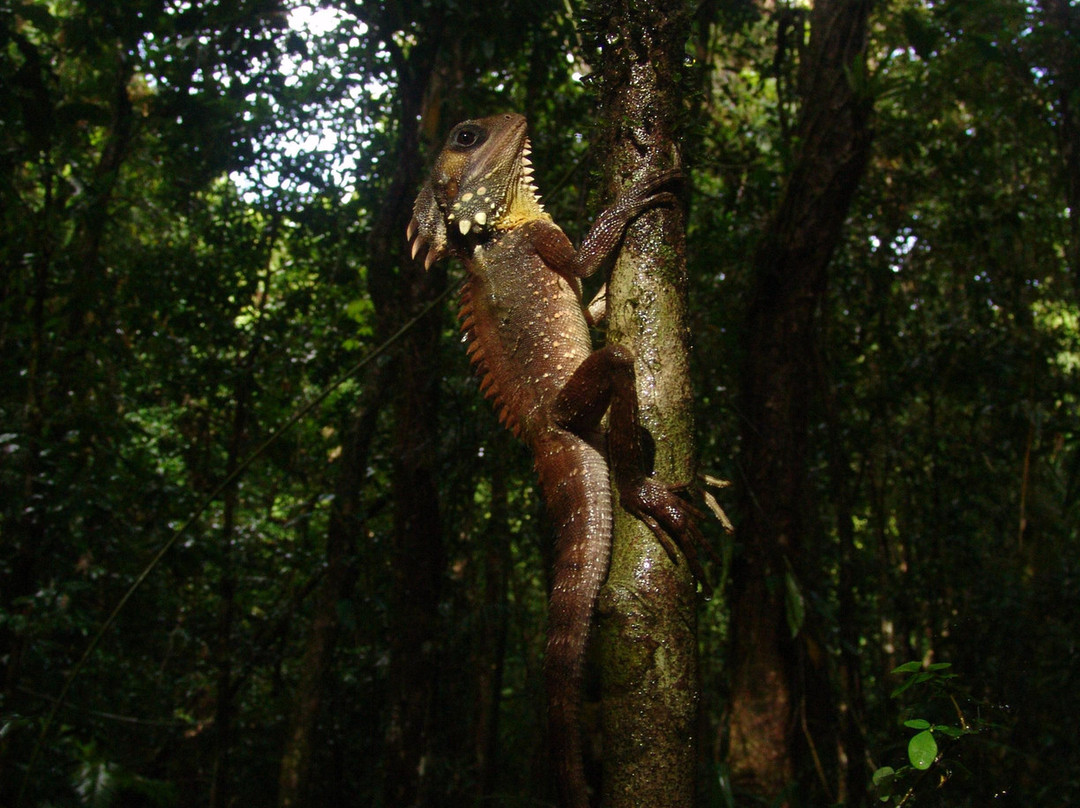 Venture Deeper-Mossman必去景点