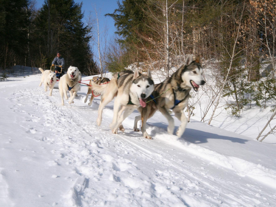 Peace Pups Dog Sledding-Elmore必去景点