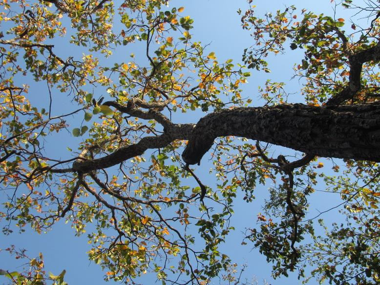 Phu Wiang National Park景点图片