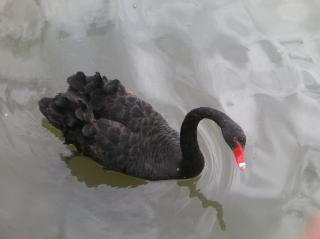 Lake Tuggeranong景点图片