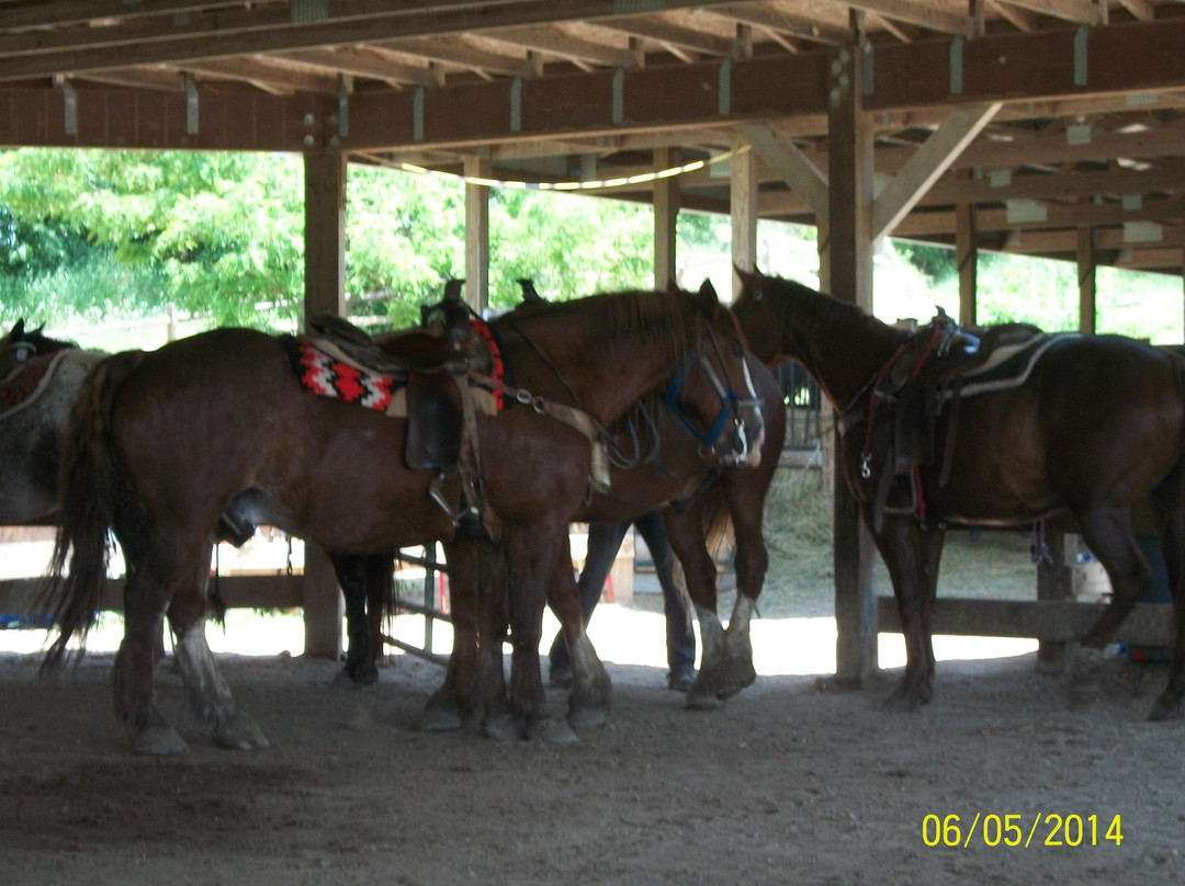 Canyon Creek Horseback Riding Stables景点图片