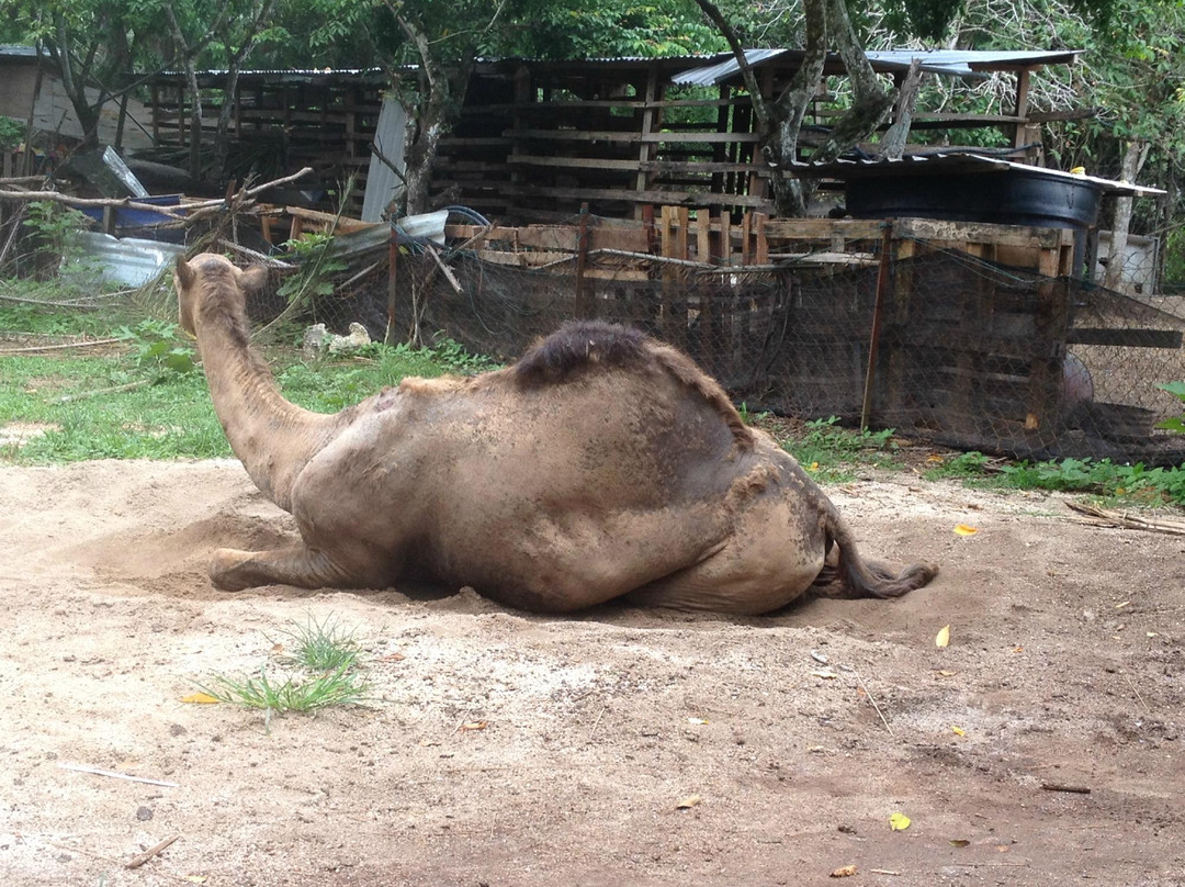PD Ostrich Show Farm-波德申必去景点