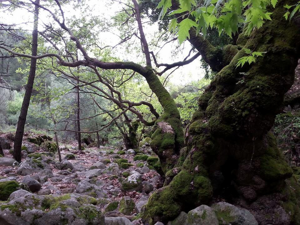 Waterfall of Klapados景点图片