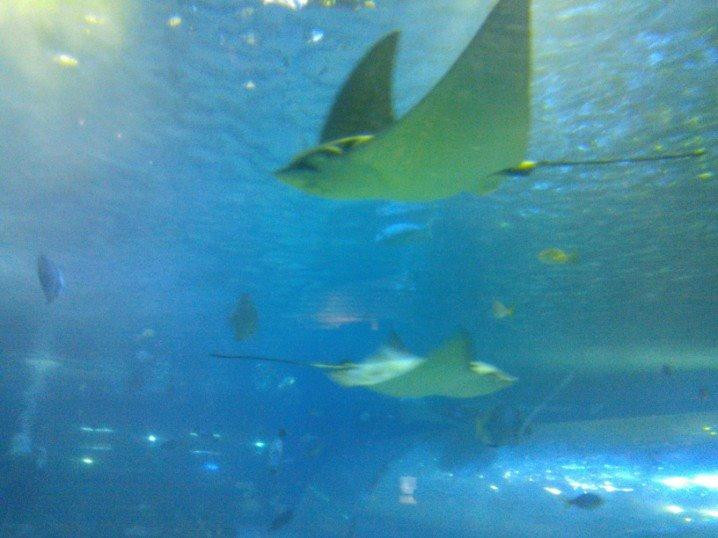 马尼拉海洋公园-马尼拉必去景点