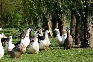 Ferme Darrigade du Grand Castagnet