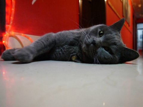 青岛奥博维特国际青年旅舍-客卧