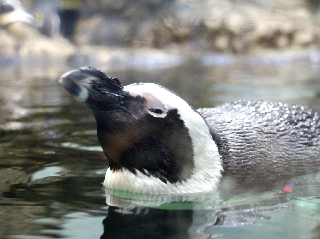 Hakoneen Aquarium-箱根町必去景点