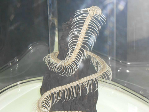 蛇园-曼谷必去景点