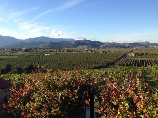 The Vibrant Vine-基洛纳必去景点