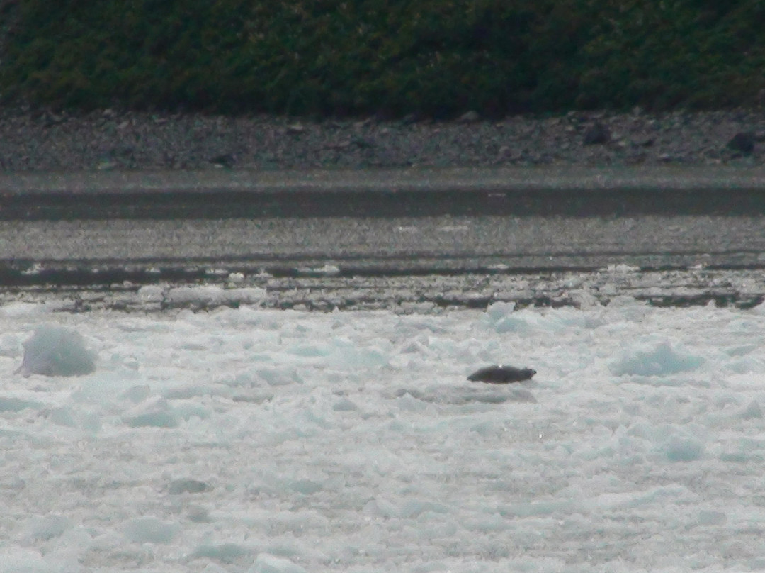 Bear Glacier-苏厄德必去景点
