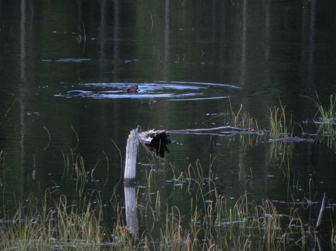 Chapleau Crown Game Preserve-Chapleau必去景点