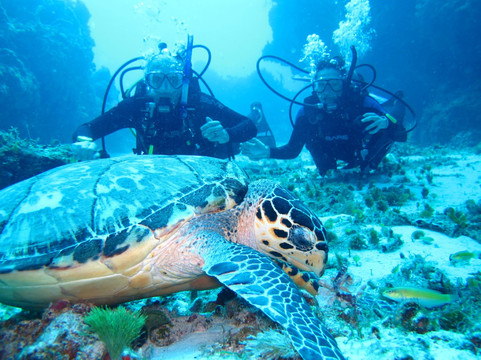 Plongee Grand Cozumel Diving-考祖梅必去景点