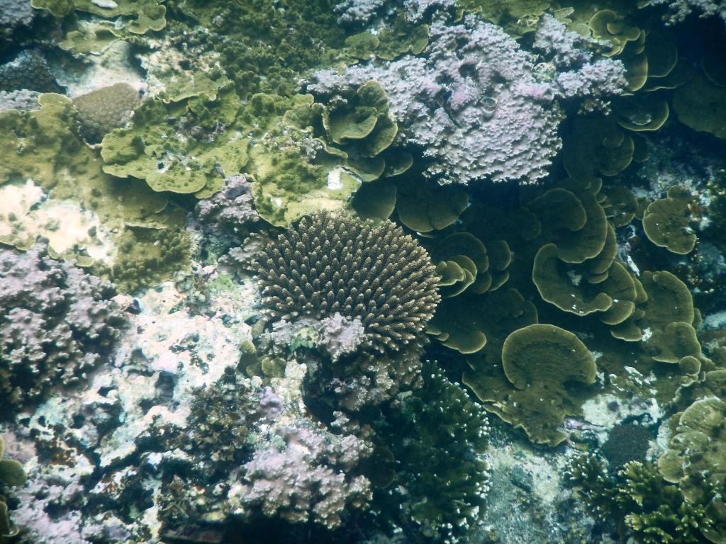 Entalula Island景点图片