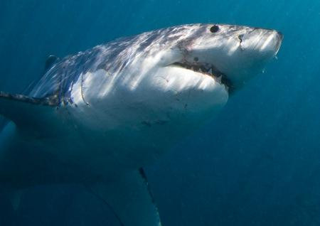 Marine Dynamics  Shark Tours-干斯拜必去景点
