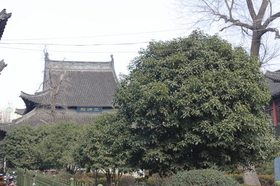 琼花观-扬州市必去景点