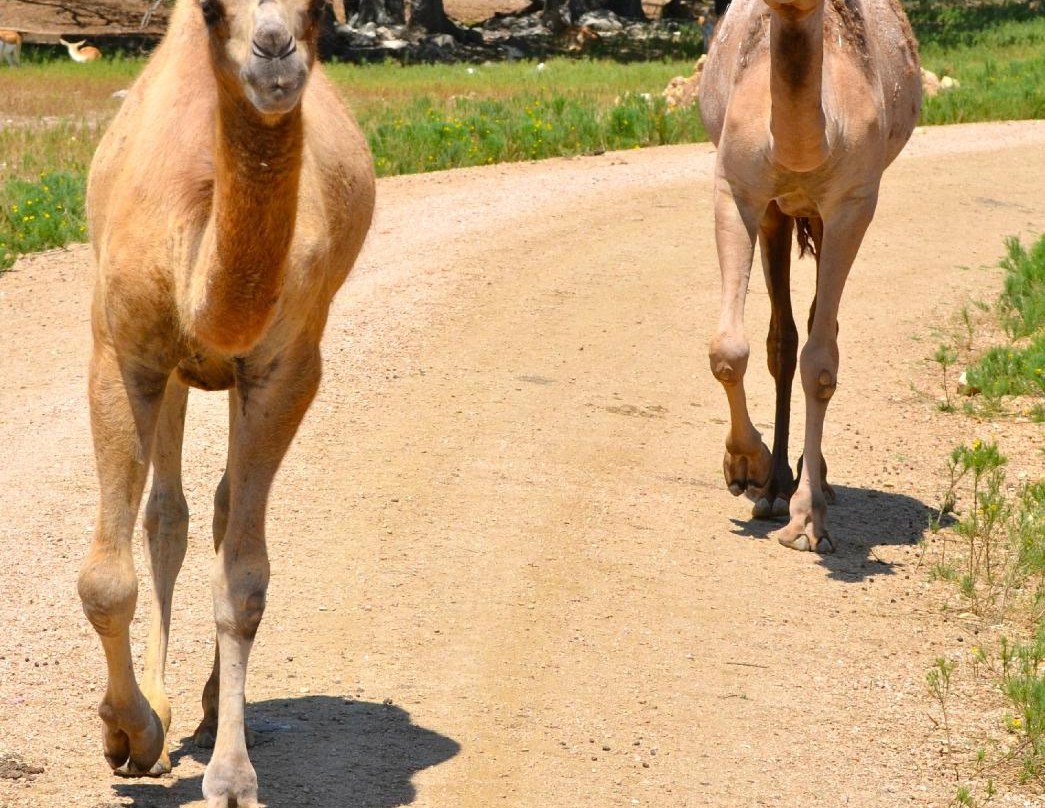 Exotic Resort Zoo, Inc.-Johnson City必去景点