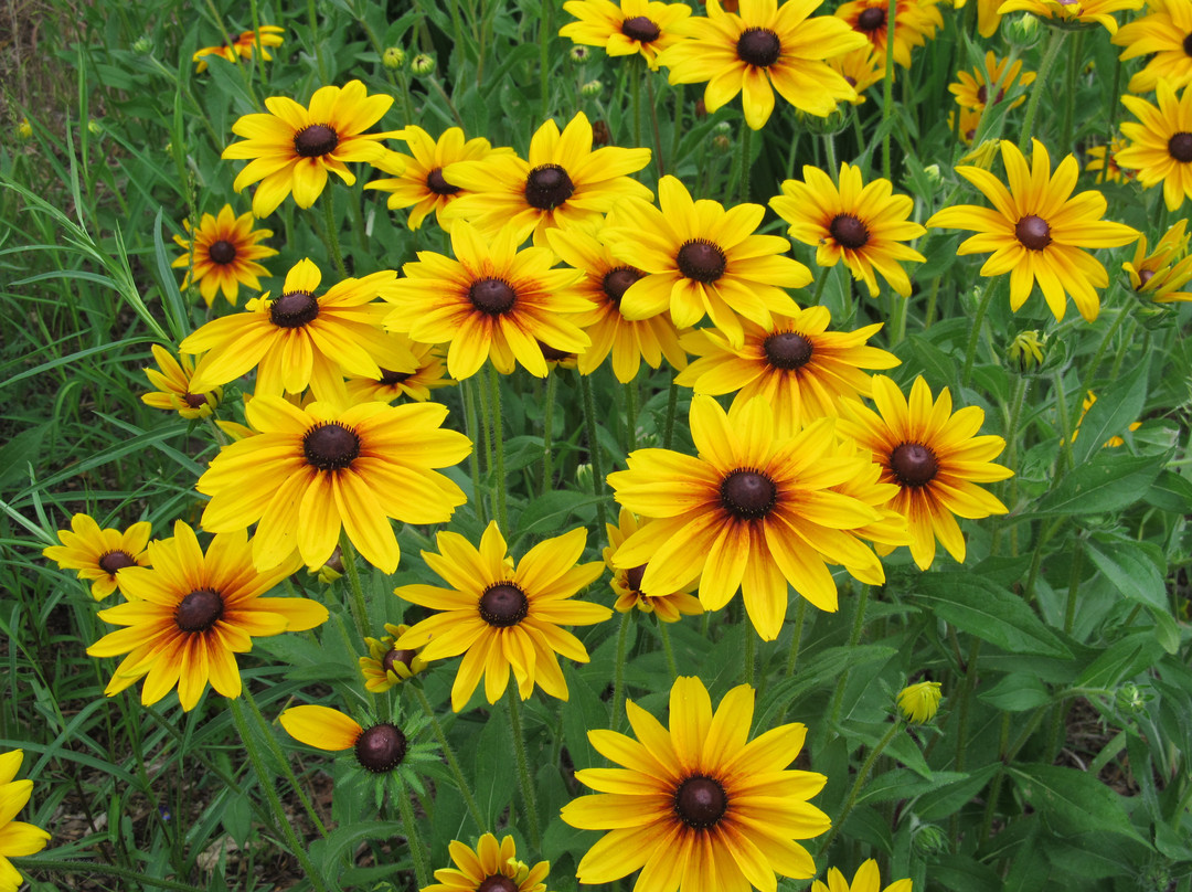 Royal Botanical Gardens-伯灵顿必去景点