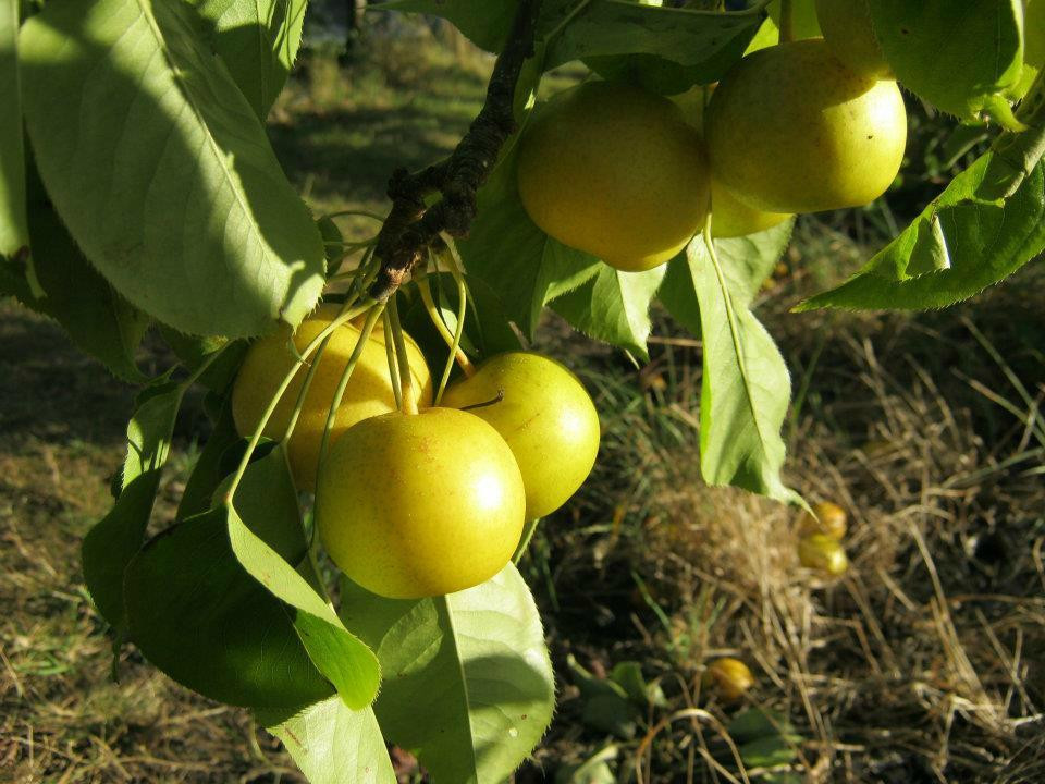 Sorell Fruit Farm-索雷尔必去景点