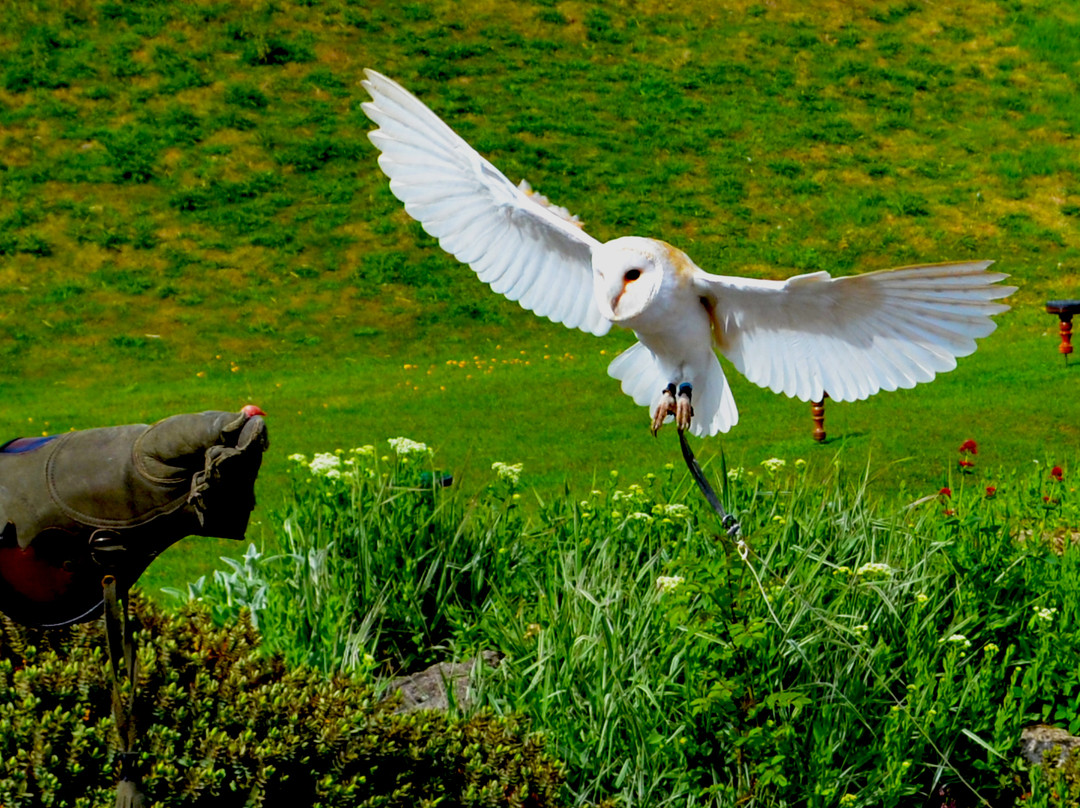 Talon Falconry-里彭必去景点