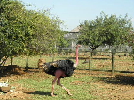 Kisumu Impala Sanctuary-基苏木必去景点