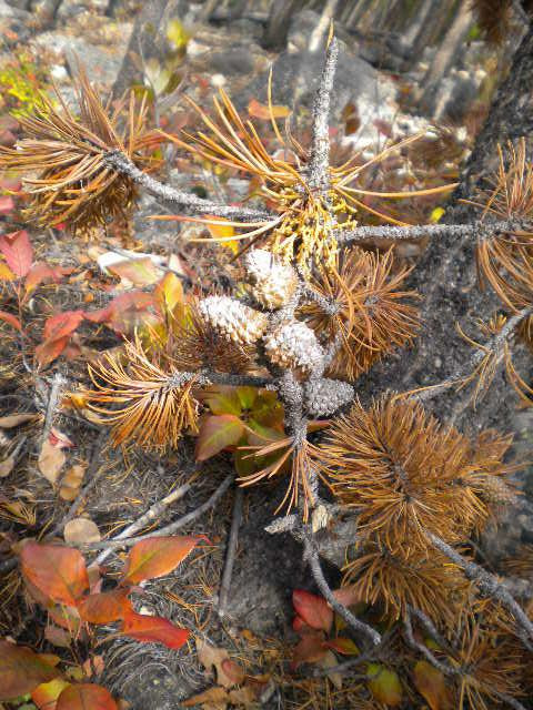Wild Bill Lake-雷德洛治必去景点