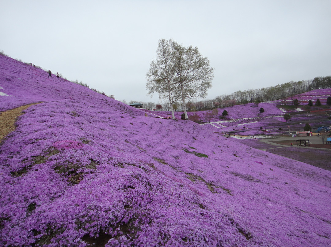 Higashimokoto Shibazakura Park-大空町必去景点