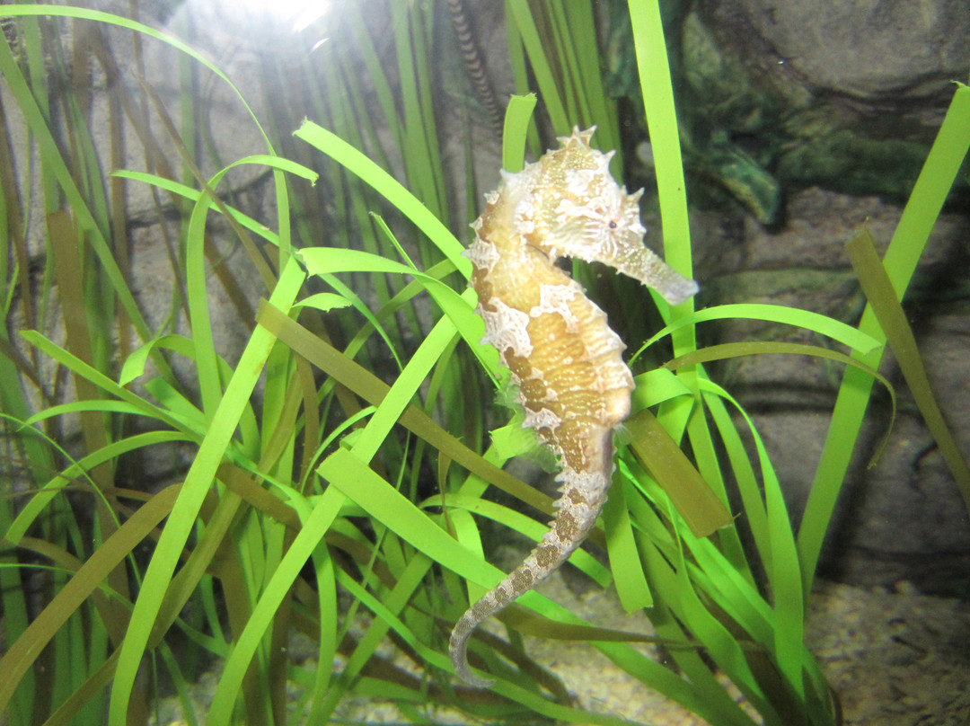 SEA LIFE Arizona Aquarium-坦佩必去景点