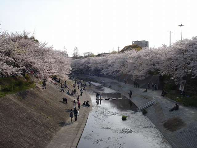 山崎川四季之道-名古屋市必去景点