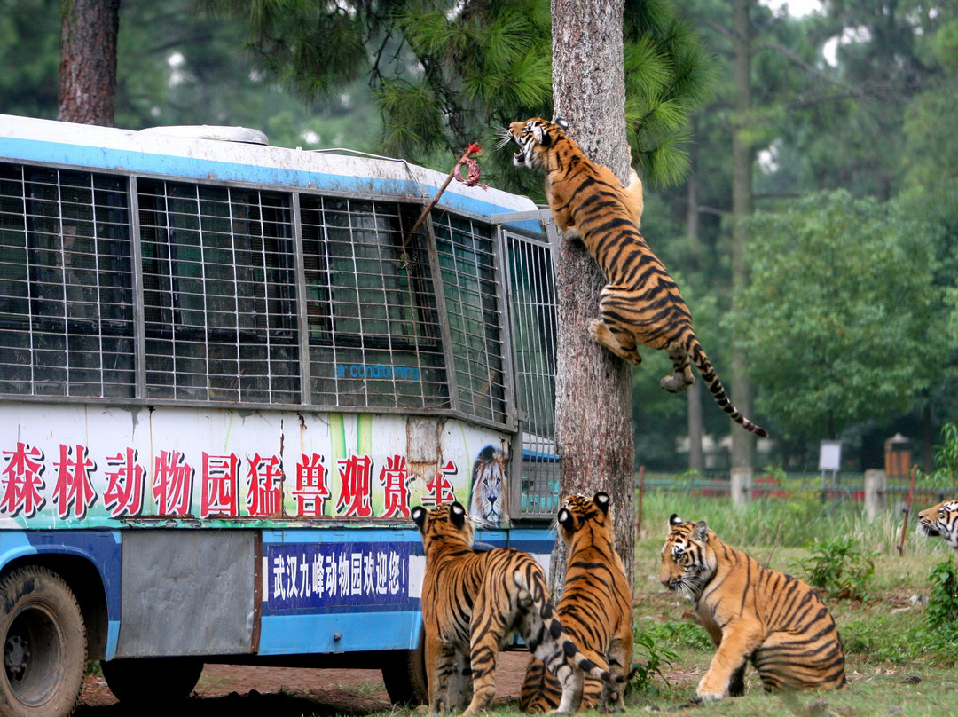 武汉九峰森林动物园-武汉市必去景点