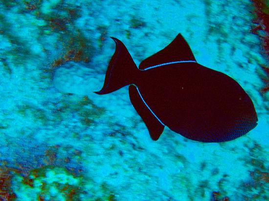 Ocean Frontiers-East End必去景点