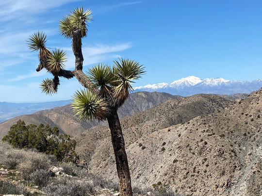 吉普车沙漠之旅-棕榈沙漠必去景点