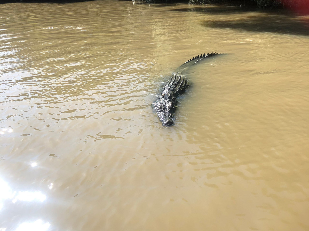 The Croc Bus景点图片