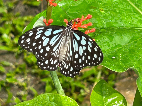 Siam Insect Zoo-夜林必去景点