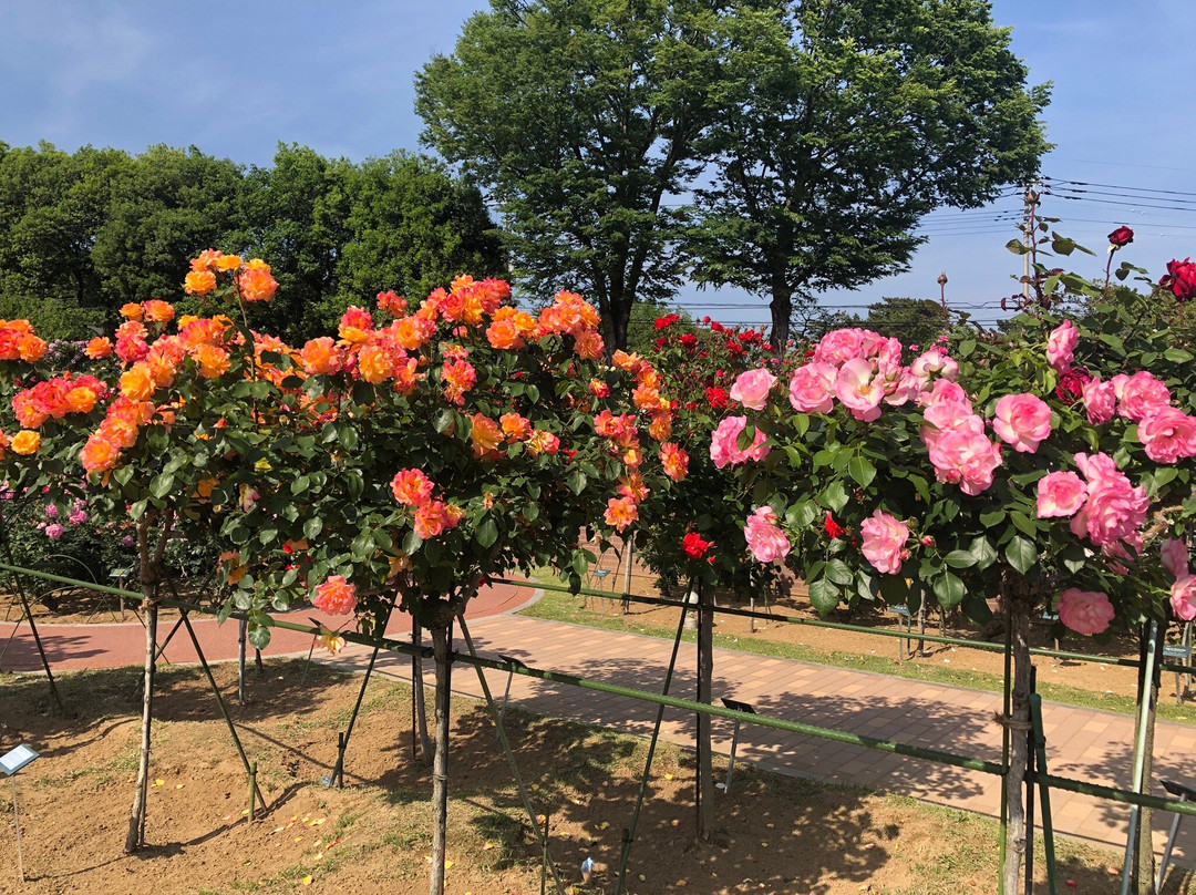 Shikishima Park-前桥县必去景点