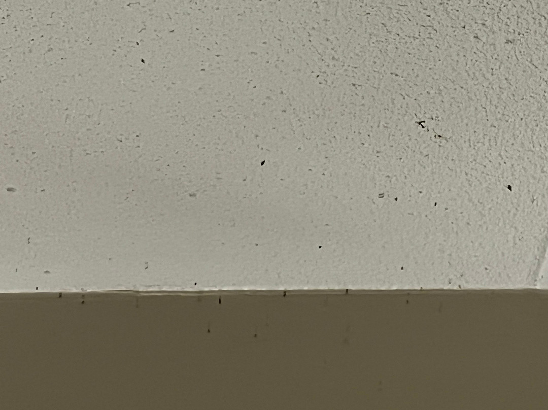 Hôtel de la Rive主图