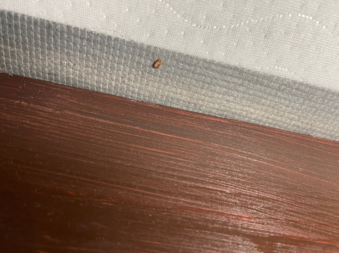 Mountain View Motor Inn主图