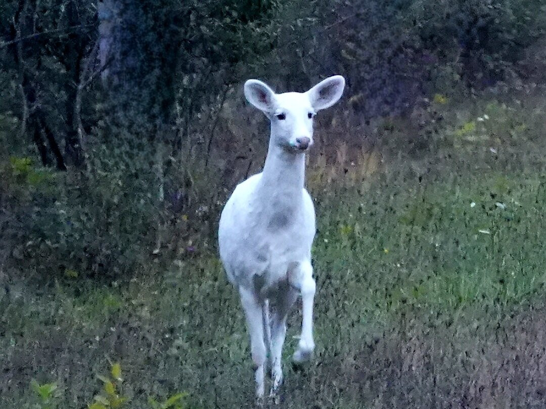 Deer Haven Park景点图片